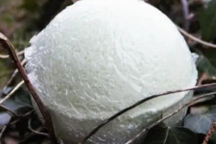 Mood Booster - Frizzbombbathbombs
